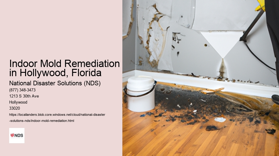 Indoor Mold Remediation in Hollywood, Florida