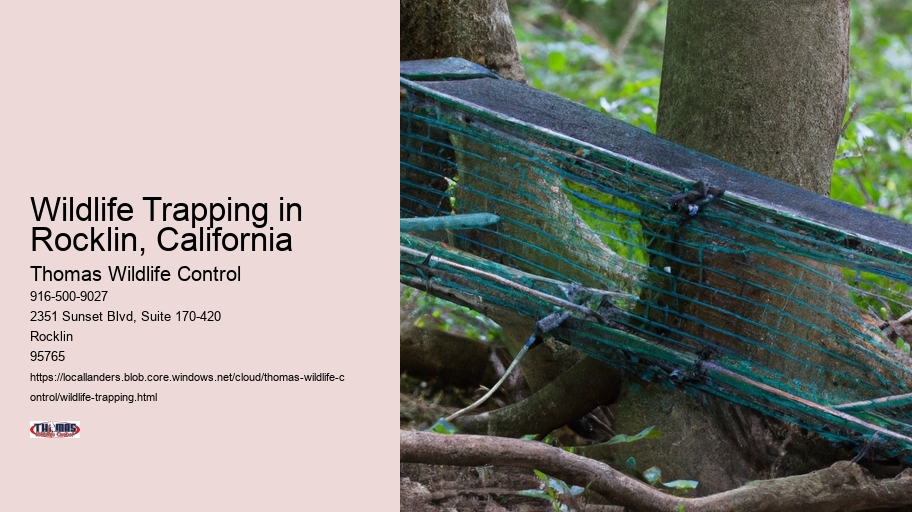 Wildlife Trapping in Rocklin, California